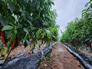 꽃순이네님의 고추 · 수확 작성글 사진