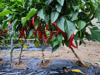 꽃순이네님의 고추 · 수확 작성글 사진