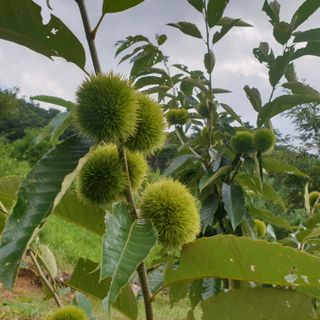 황준영님의 기타작물 · 자유게시판 작성글 사진