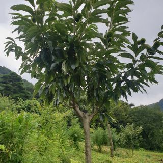 황준영님의 기타작물 · 자유게시판 작성글 사진