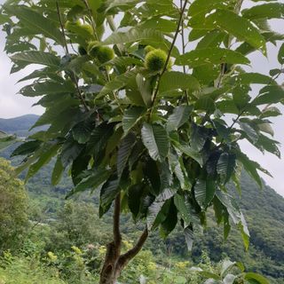 황준영님의 기타작물 · 자유게시판 작성글 사진