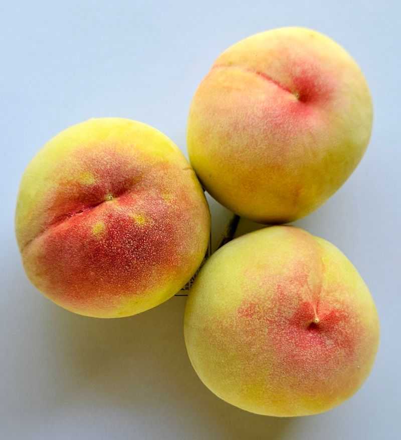 장터 상품 [천중도 복숭아 특(9-10과) 4kg] 썸네일