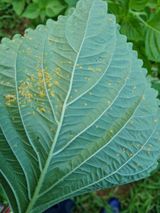 팜모닝 들깨·병해충상담 게시글 이미지