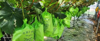 전진원님의 8월 내 작물 자랑하기 · 참여글 작성글 사진