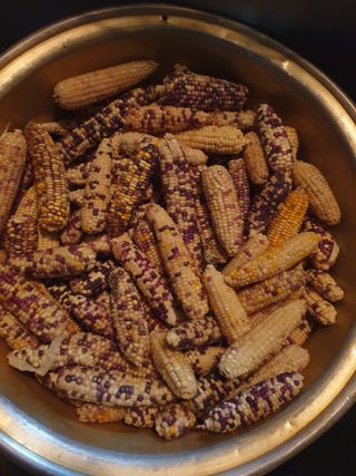 도시부부농부님의 8월 내 작물 자랑하기 · 참여글 작성글 사진