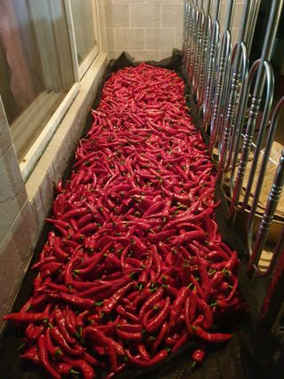 도시부부농부님의 8월 내 작물 자랑하기 · 참여글 작성글 사진