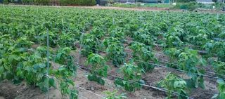 최용운님의 콩 · 자유게시판 작성글 사진