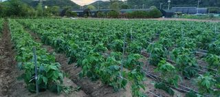 최용운님의 콩 · 자유게시판 작성글 사진