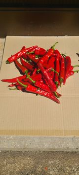 팜모닝 고추·일상 게시글 이미지