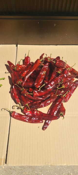 조수철님의 고추 · 일상 작성글 사진