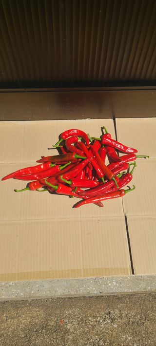 조수철님의 고추 · 일상 작성글 사진