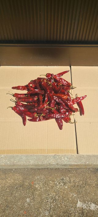 조수철님의 고추 · 일상 작성글 사진