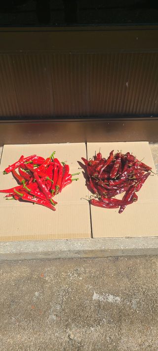 조수철님의 고추 · 일상 작성글 사진