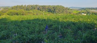 조수철님의 고추 · 일상 작성글 사진