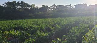 조수철님의 고추 · 일상 작성글 사진