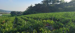 조수철님의 고추 · 일상 작성글 사진