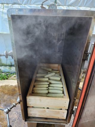 오마니농장님의 옥수수 · 자유게시판 작성글 사진