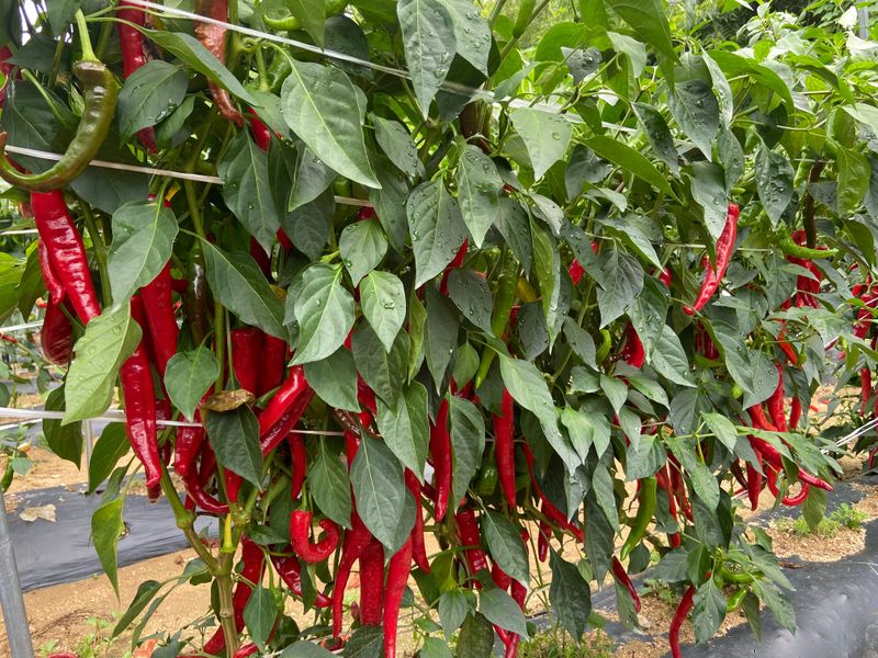 김재우님의 장터 판매 상품 [23년 햇고춧가루600g 한근 16,000원 ] 첨부 사진