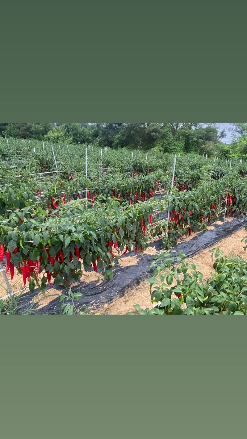 김재우님의 장터 판매 상품 [23년 햇고춧가루600g 한근 16,000원 ] 첨부 사진