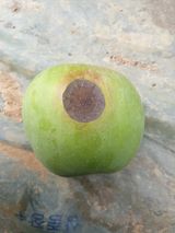 팜모닝 사과·병해충상담 게시글 이미지