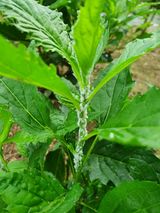 팜모닝 들깨·병해충상담 게시글 이미지