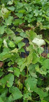 팜모닝 고구마·병해충상담 게시글 이미지