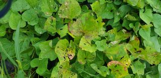 이규석 님의 고구마 · 병해충상담 작성글 사진