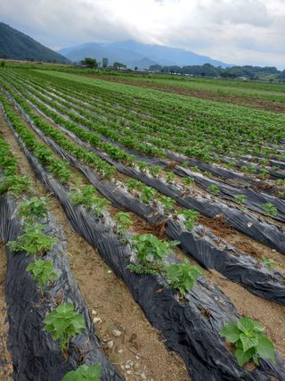 이영수님의 들깨 · 자유게시판 작성글 사진