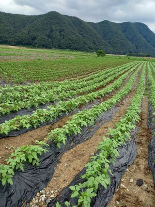 이영수님의 들깨 · 자유게시판 작성글 사진