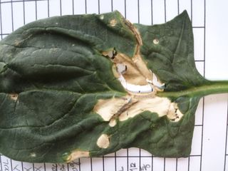 오공손님의 시금치 · 병해충상담 작성글 사진