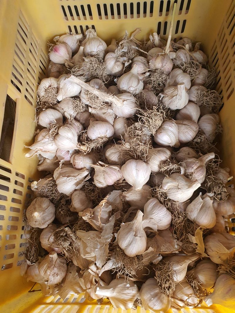 장터 상품 [의성마늘(육쪽)] 썸네일