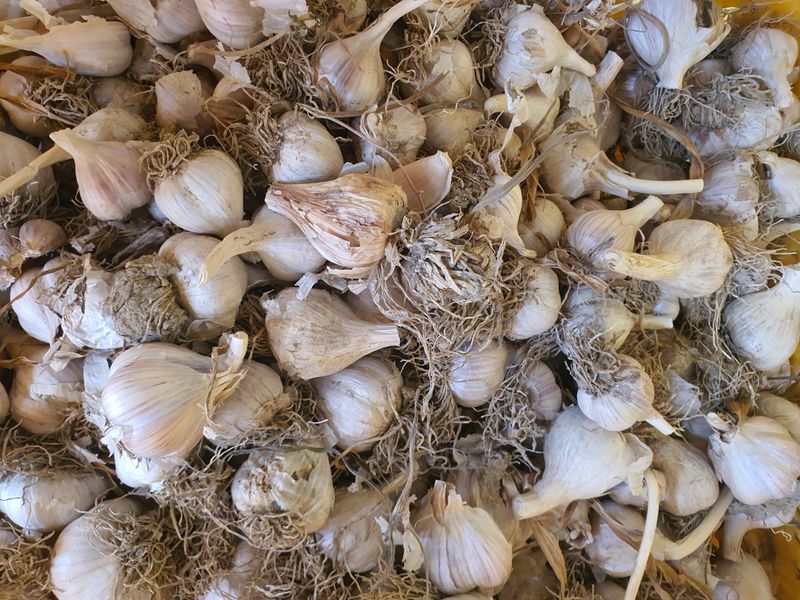 김영복님의 장터 판매 상품 [의성마늘(육쪽)] 첨부 사진