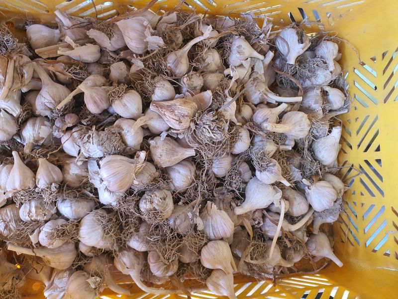 김영복님의 장터 판매 상품 [의성마늘(육쪽)] 첨부 사진