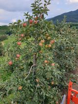 팜모닝 8월 내 작물 자랑하기·참여글 게시글 이미지