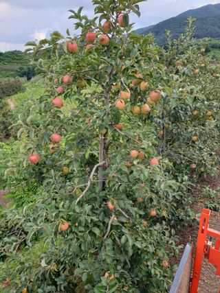 홍석진님의 8월 내 작물 자랑하기 · 참여글 작성글 사진