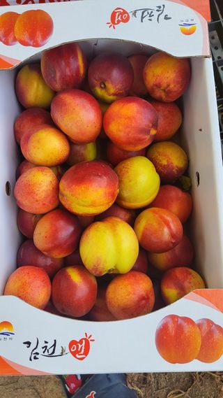 귀농 준비 1년차님의 8월 내 작물 자랑하기 · 참여글 작성글 사진