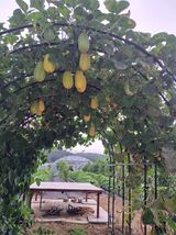 팜모닝 8월 내 작물 자랑하기·참여글 게시글 이미지