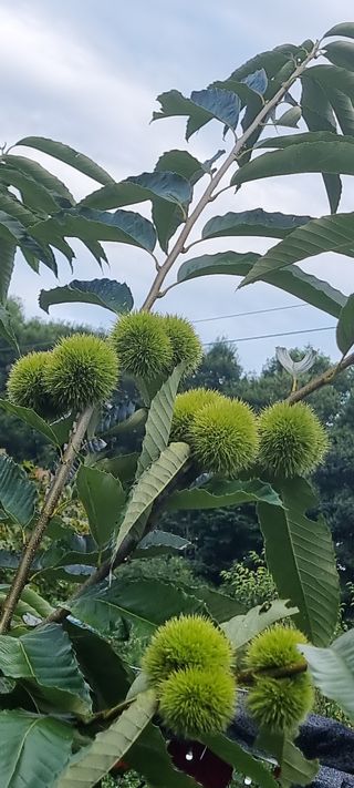 달방구님의 기타작물 · 자유게시판 작성글 사진