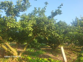 완도고금유자님의 8월 내 작물 자랑하기 · 참여글 작성글 사진