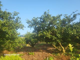 완도고금유자님의 8월 내 작물 자랑하기 · 참여글 작성글 사진