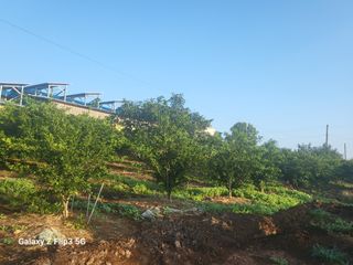 완도고금유자님의 8월 내 작물 자랑하기 · 참여글 작성글 사진