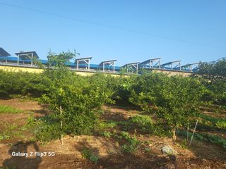 완도고금유자님의 8월 내 작물 자랑하기 · 참여글 작성글 사진