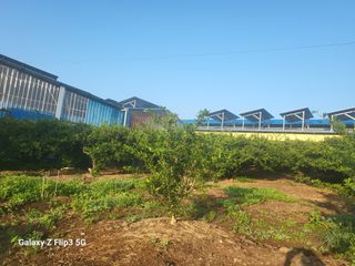 완도고금유자님의 8월 내 작물 자랑하기 · 참여글 작성글 사진