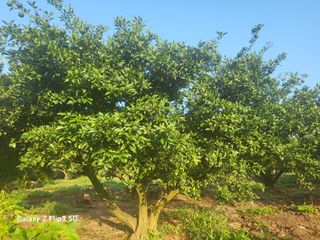 완도고금유자님의 8월 내 작물 자랑하기 · 참여글 작성글 사진