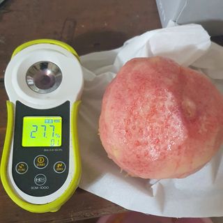 신용돈님의 복숭아 · 자유게시판 작성글 사진