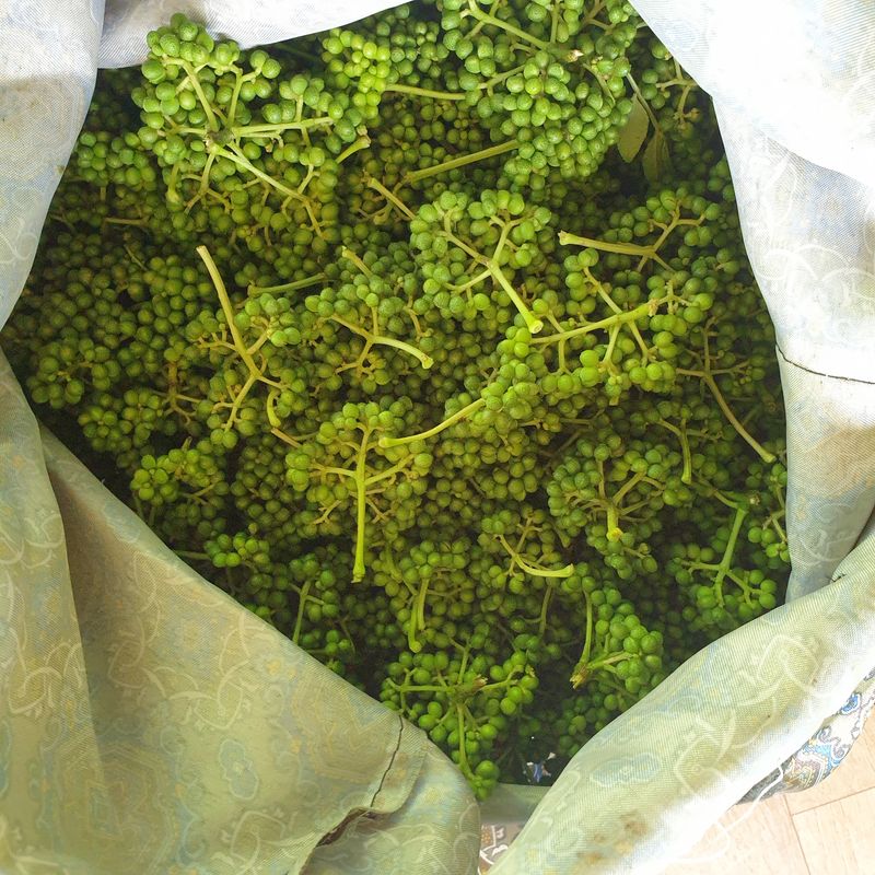 장터 상품 [장아찌용 야생 산초열매 1Kg, 40,000원] 썸네일