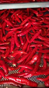 팜모닝 고추·일상 게시글 이미지