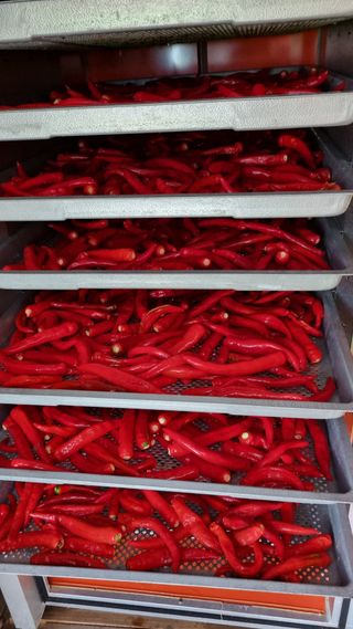 정금기님의 고추 · 일상 작성글 사진