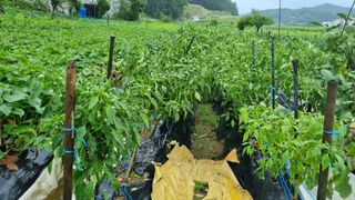 정금기님의 고추 · 일상 작성글 사진