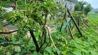 정금기님의 고추 · 일상 작성글 사진